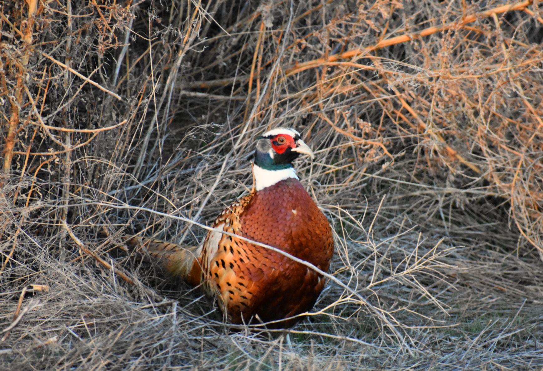 Pheasant in the barrow